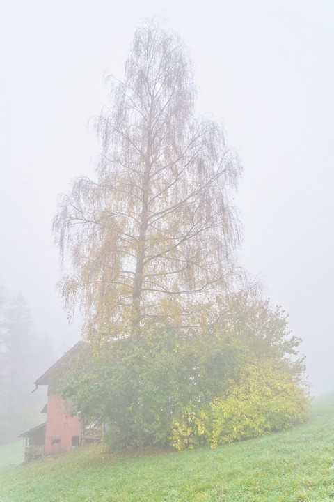 Nebel bei Wettswil 1