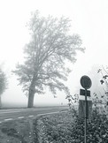 Nebel bei Wettswil 1