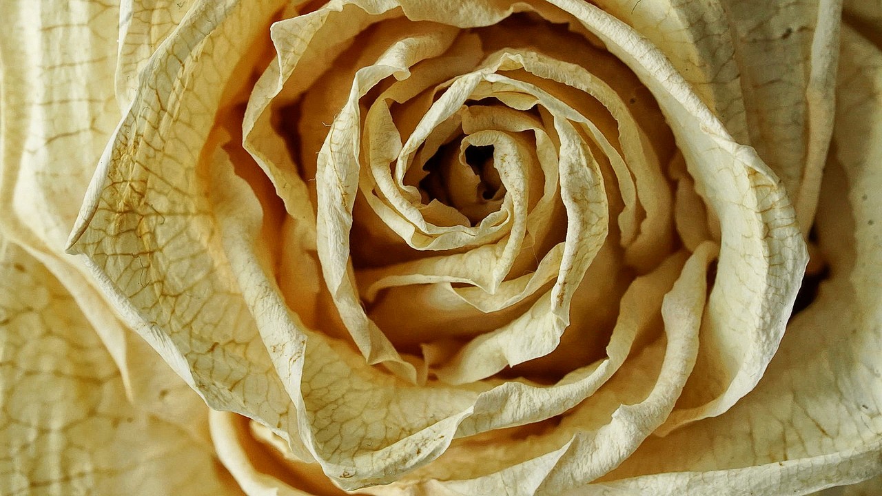 Getrocknete Rose 1